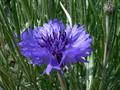Centaurea Cyanus